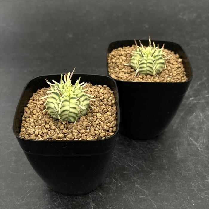 日本花キ流通 多肉植物 caユーフォルビア メロフォルミス錦 多肉植物