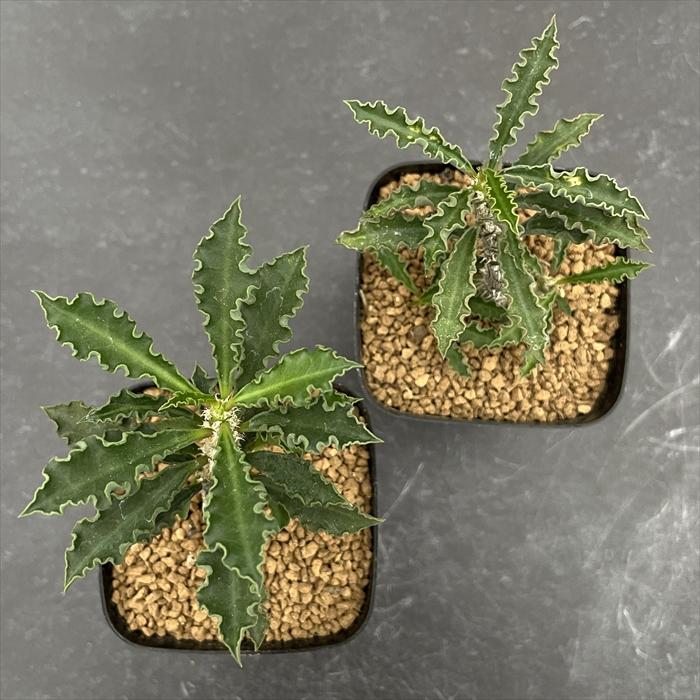 【一点物】コレクション 実生 ユーフォルビア カプサインテマリエンシス 観葉植物 一点物】コレクション 実生 ユーフォルビア カプサインテマリエンシス