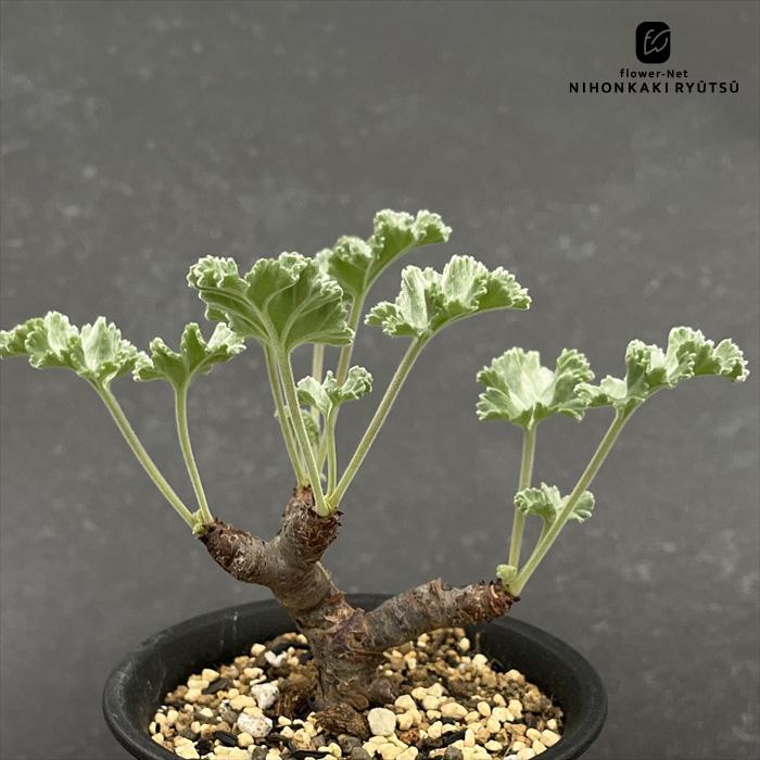 日本花キ流通 多肉植物 caペラルゴニウム ミラビレ 多肉植物 送料無料