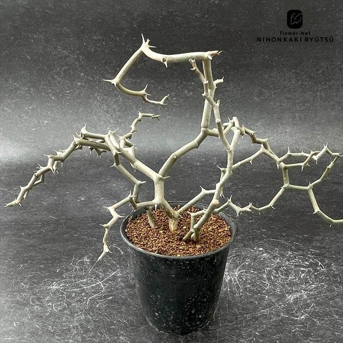 日本花キ流通 多肉植物 caデカリア ジグザグの木 送料無料