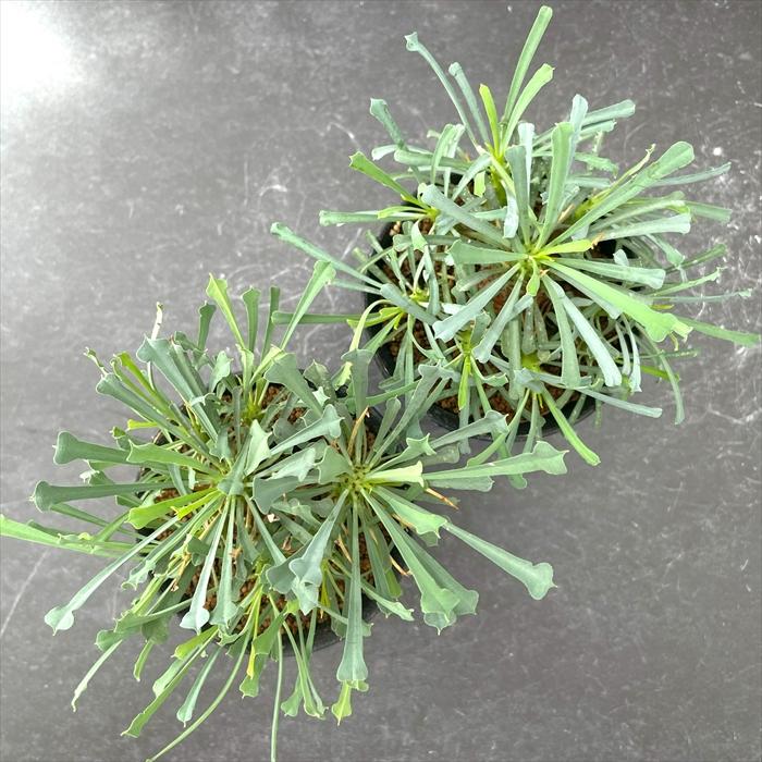 日本花キ流通 多肉植物 caユーフォルビア ムルチフォリア 実生 多肉