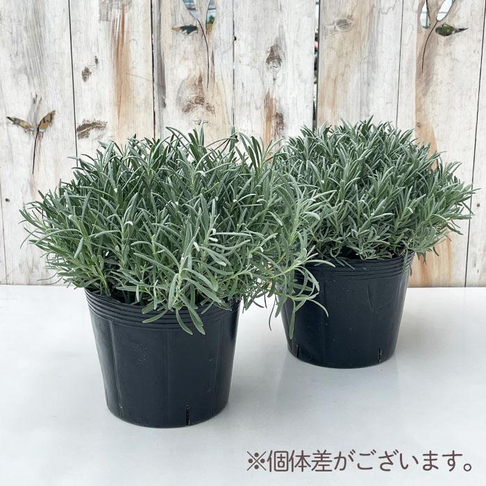 日本花キ流通 ラベンダー グロッソ 大株 6号ポット 送料無料 宿根草