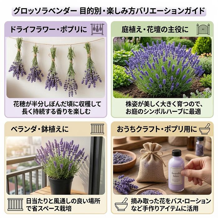 日本花キ流通 ラベンダー グロッソ 大株 6号ポット 送料無料 宿根草