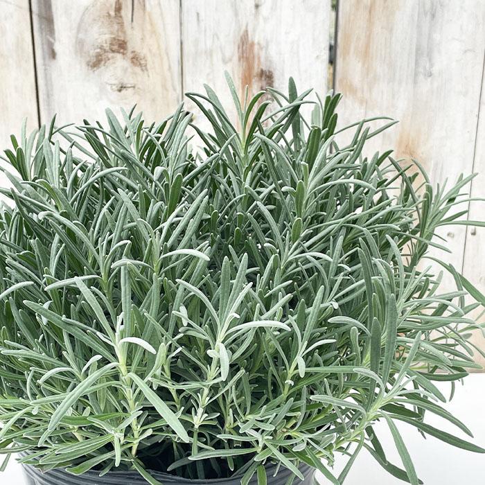 日本花キ流通 ラベンダー グロッソ 大株 6号ポット 送料無料 宿根草