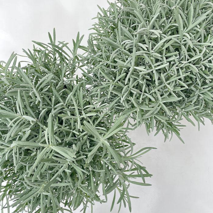 日本花キ流通 ラベンダー グロッソ 大株 6号ポット 送料無料 宿根草