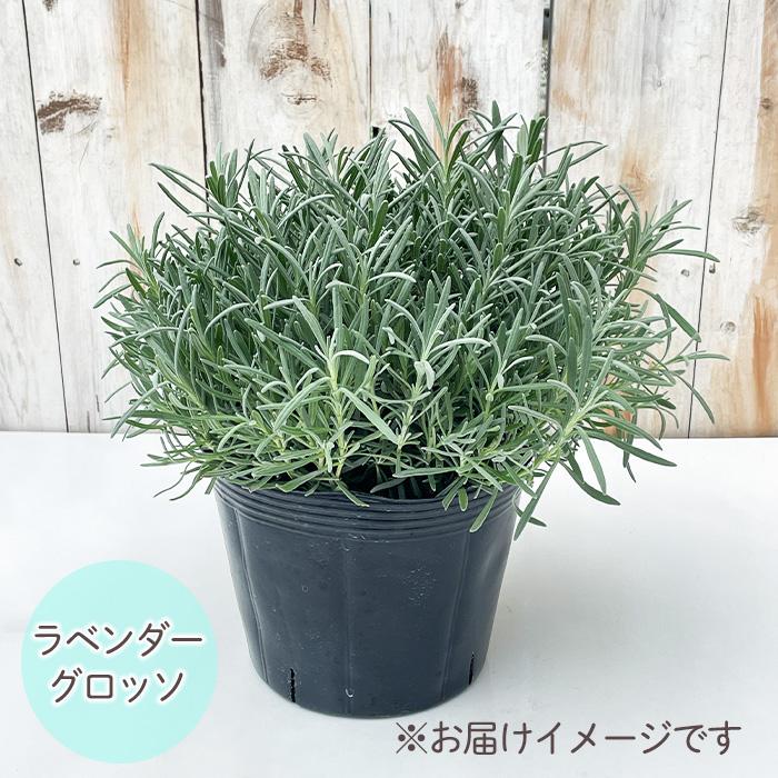 日本花キ流通 ラベンダー グロッソ 大株 6号ポット 送料無料 宿根草