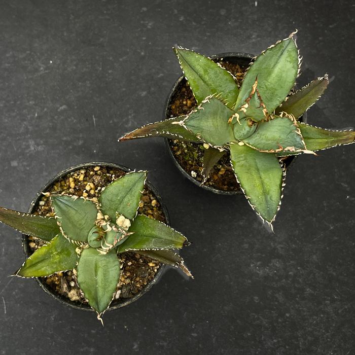 日本花キ流通 多肉植物 caアガベ 悪魔くん 送料無料 アガベ チタノタ