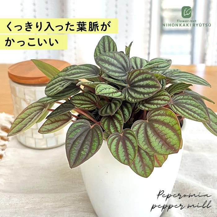 日本花キ流通 観葉植物 cot ペペロミア ペッパーミル 3.5号鉢 観葉植物