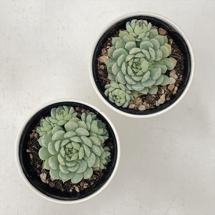 日本花キ流通 多肉植物 hxエケベリア グロブローサ×ミニマ 多肉植物