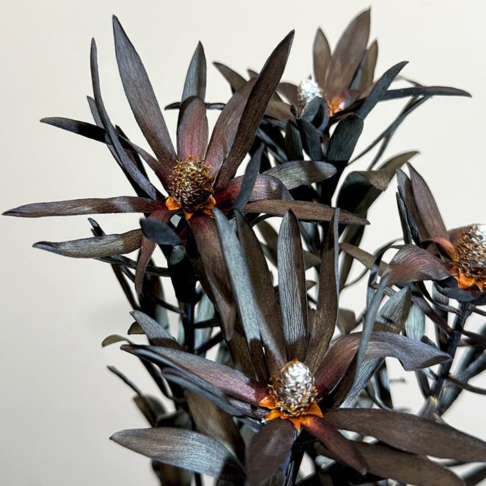 日本花キ流通 ドライフラワー リューカデンドロン バーガンディサン