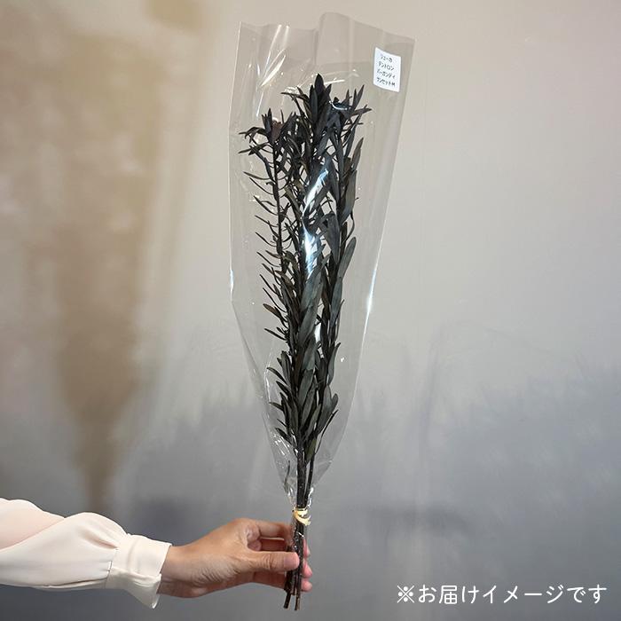 日本花キ流通 ドライフラワー リューカデンドロン バーガンディサン