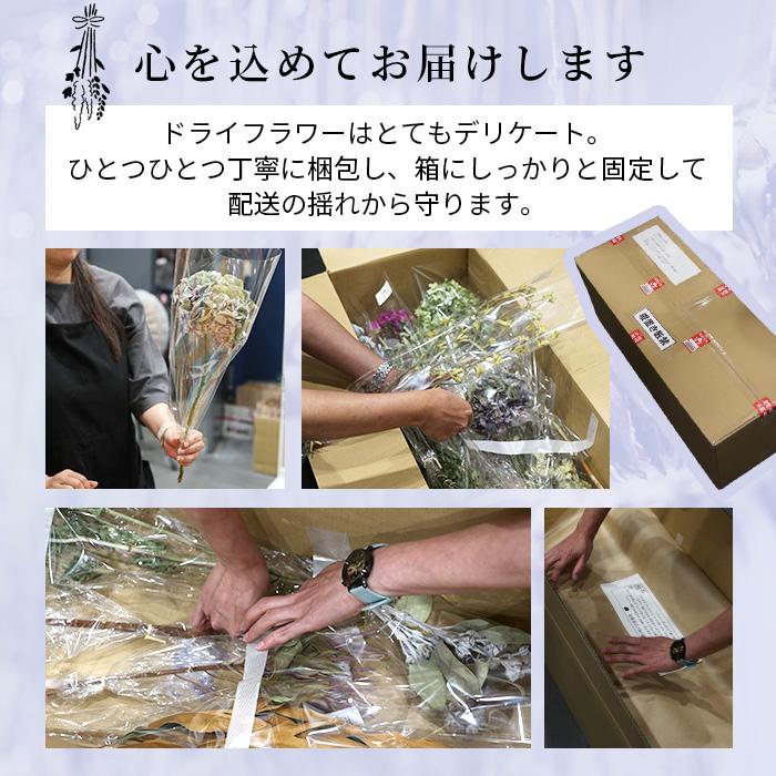 日本花キ流通 ドライフラワー リューカデンドロン バーガンディサン