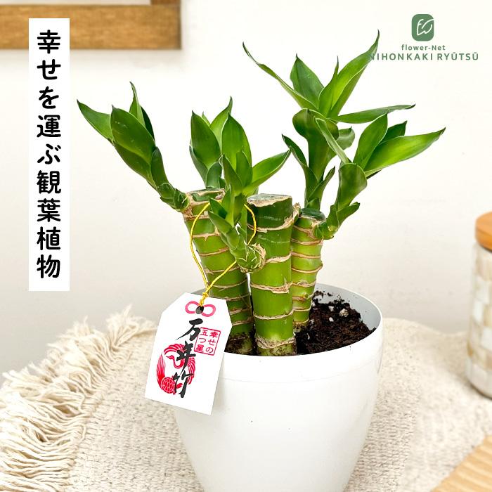 観葉植物 ドラセナ ミリオンバンブー キングバンブー 3.5号鉢 万年竹 開運竹 富貴竹 縁起物 観葉植物 小型 小さい 室内 贈り物 プレゼント インテリア おしゃれ（Yahoo!・フラワーネット日本花キ流通）