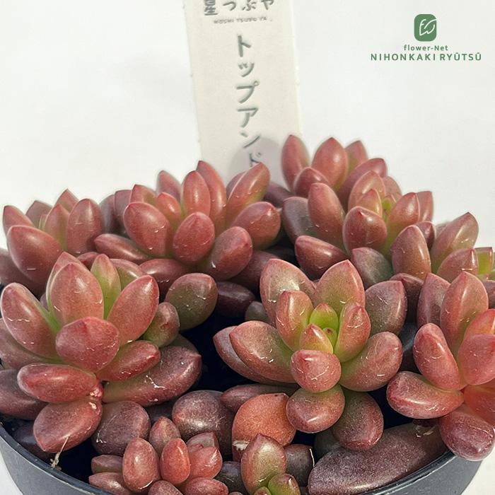 多肉植物　トップアンドスター　星つぶやさん 日本花キ流通 多肉植物 hstグラプトペタルム トップアンドスター 多肉