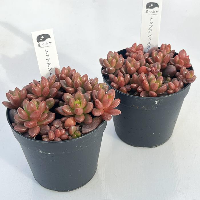 日本花キ流通 多肉植物 hstグラプトペタルム トップアンドスター 多肉