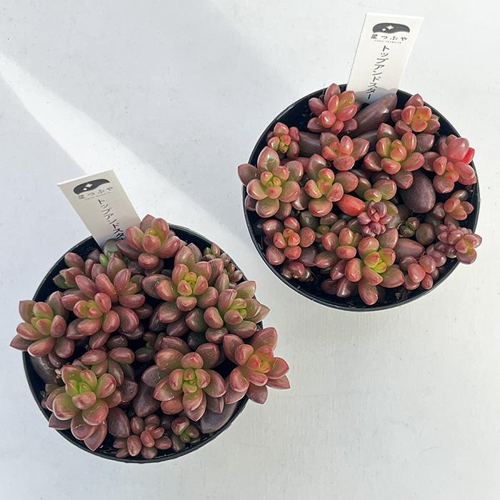 多肉植物　トップアンドスター　星つぶやさん 日本花キ流通 多肉植物 hstグラプトペタルム トップアンドスター 多肉