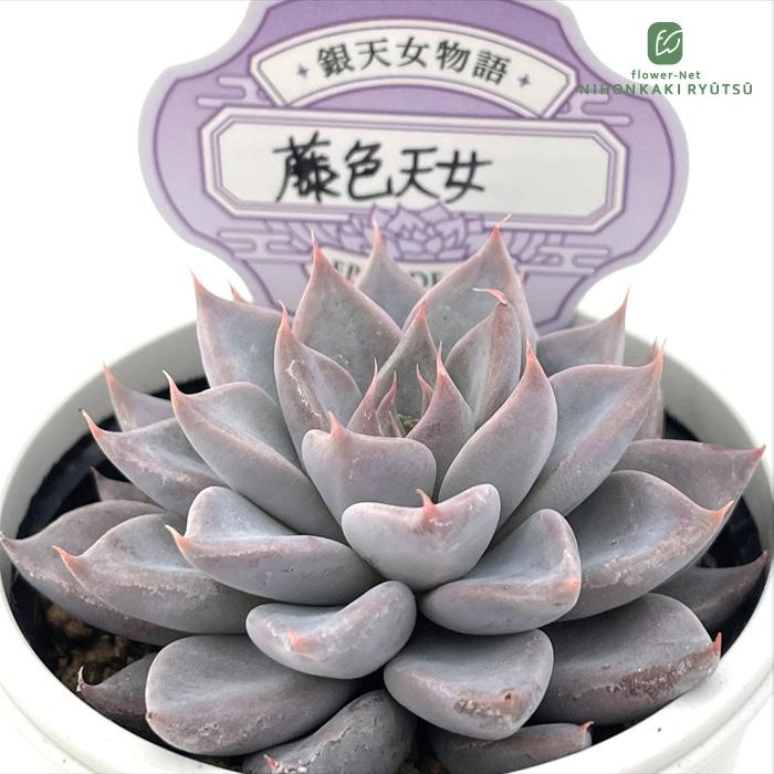 多肉植物 O's銀天女物語 EPISODE 04 藤色天女 O's PLANTS オーズ