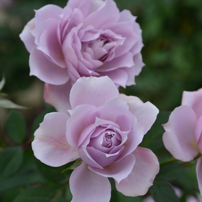 のの★薔薇と紫陽花　最高級綿100%セミダブル　クイーン仕立て直し 先行予約 バラ苗 バラ大苗 ロサ オリエンティス ジャンクリストフ 品種