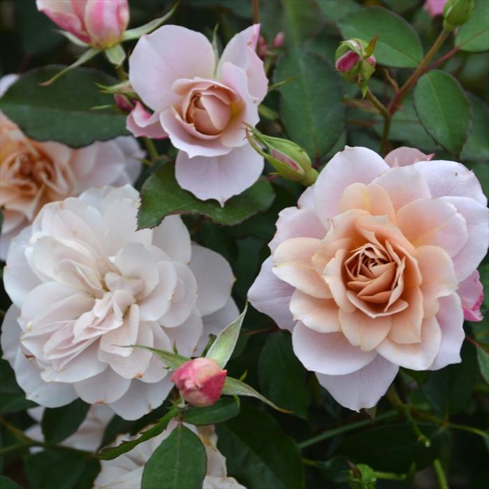 先行予約 バラ苗 バラ大苗 ロサ オリエンティス うののさらら 品種登録