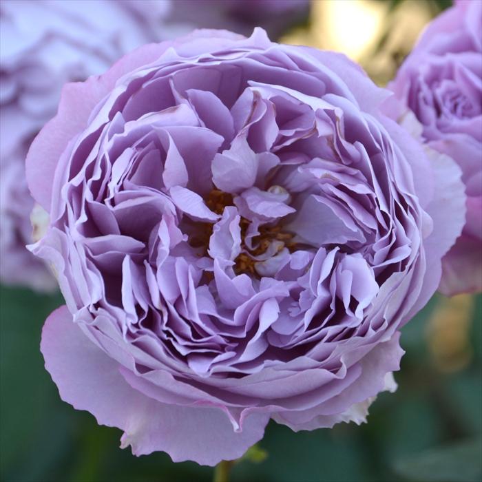 バラ苗エリザベート2年生大苗 ロサオリエンティス 用土変済 正規品