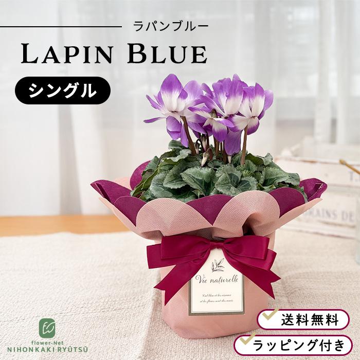 シクラメン ラパンブルー シングル 一重咲き 5号鉢 送料無料