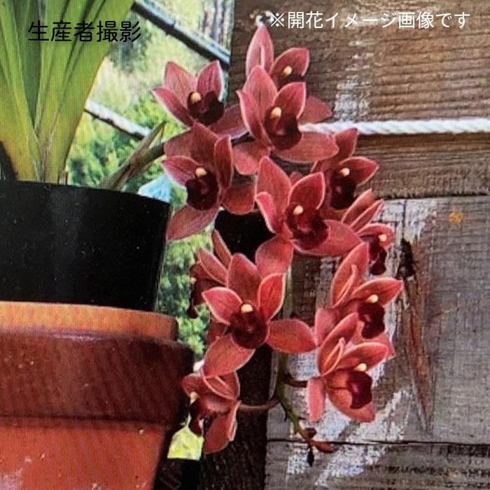 日本花キ流通 フォアゴットンフルーツ 花芽2芽付き 4.5号鉢 送料無料