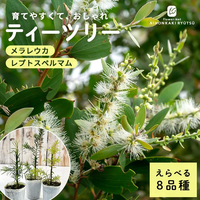 予約販売 選べるティーツリー 9cmポット メラレウカ ハーブ苗 Herb オージープランツ 苗木 花木 ghi 2月下旬以降発送 | 日本花キ流通