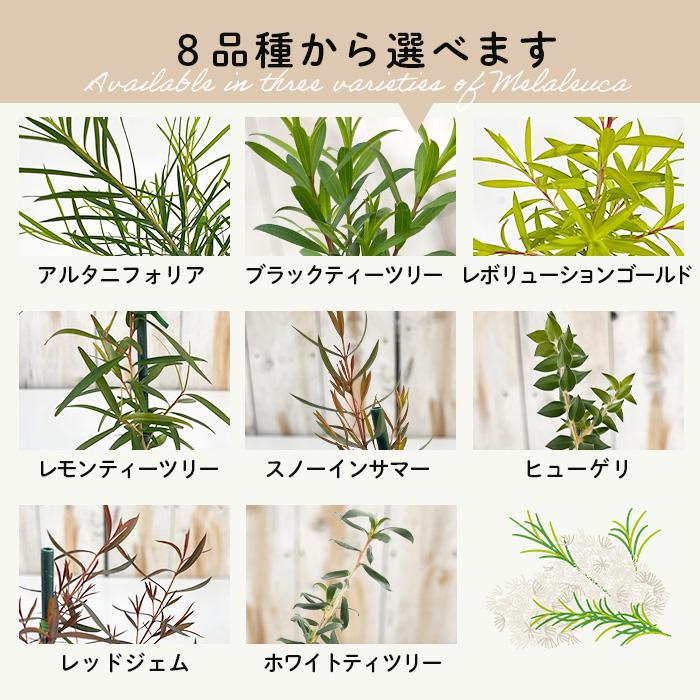 予約販売 選べるティーツリー 9cmポット メラレウカ ハーブ苗 Herb オージープランツ 苗木 花木 ghi 2月下旬以降発送 | 日本花キ流通 | 02