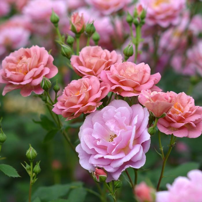 予約販売 バラ 苗 新苗 河本バラ園 グロッグ 品種登録出願中 四季咲き