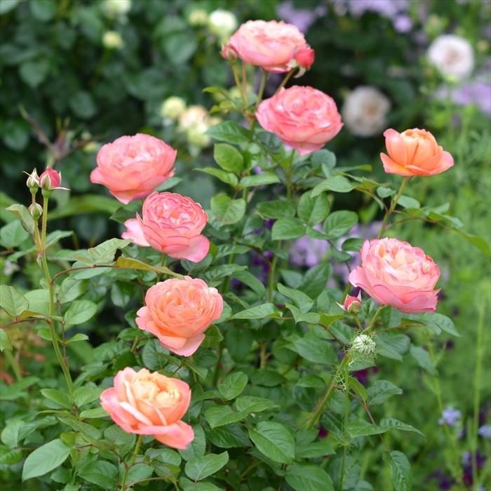 予約販売 バラ 苗 新苗 河本バラ園 タルトアブリコ 品種登録出願中