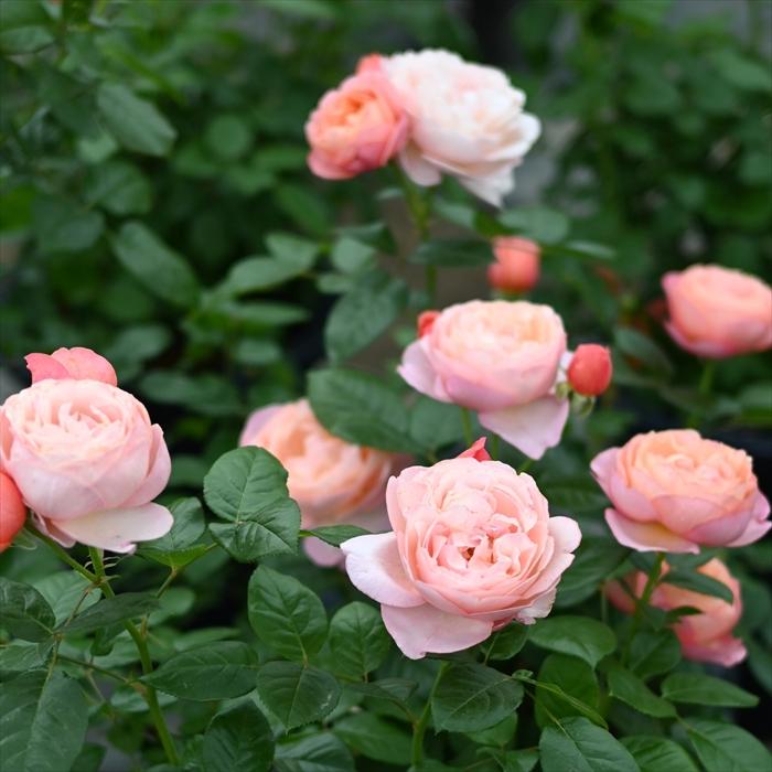 予約販売 バラ 苗 新苗 河本バラ園 タルトアブリコ 品種登録出願中