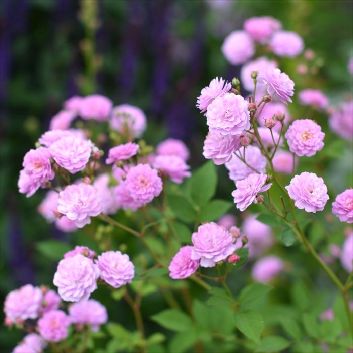 予約販売 バラ 苗 新苗 河本バラ園 リュネビル 品種登録出願中