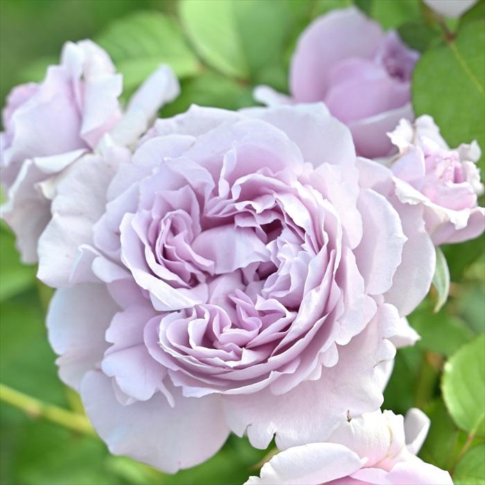 予約販売 バラ 苗 新苗 河本バラ園 レミエル 品種登録出願中 四季咲き