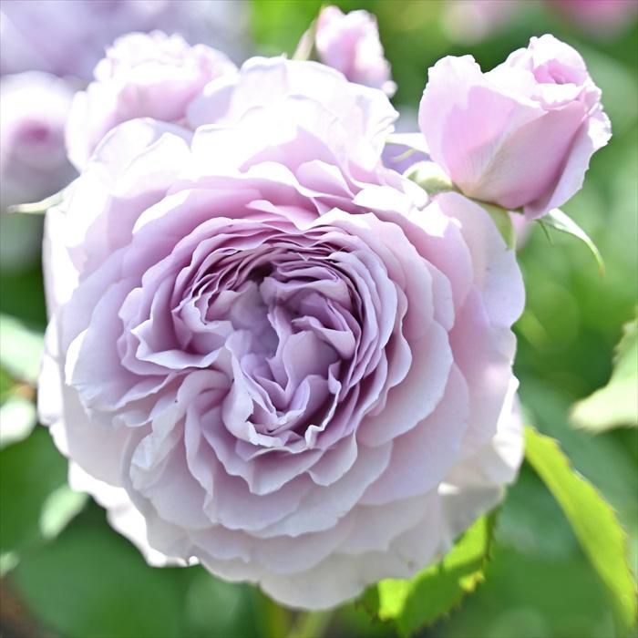 予約販売 バラ 苗 新苗 河本バラ園 レミエル 品種登録出願中 四季咲き