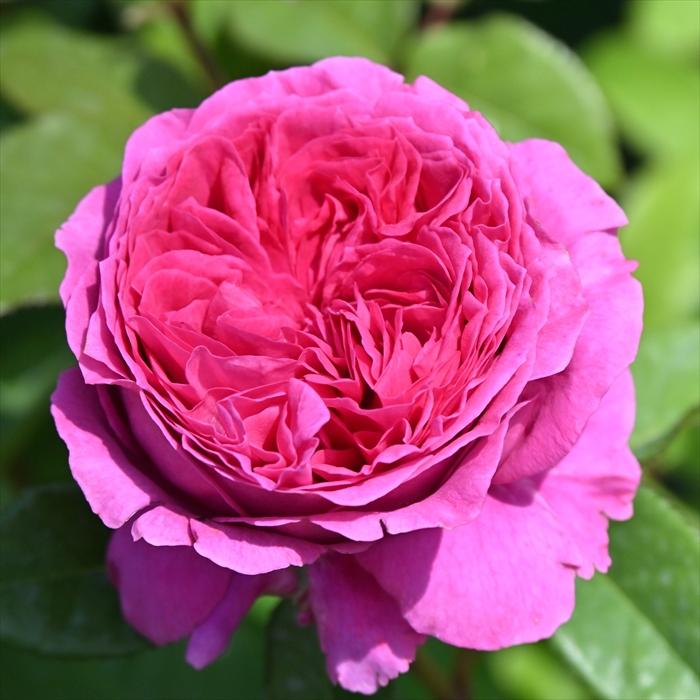 予約販売 バラ 苗 新苗 デルバール エメトワ 品種登録出願中 四季咲き