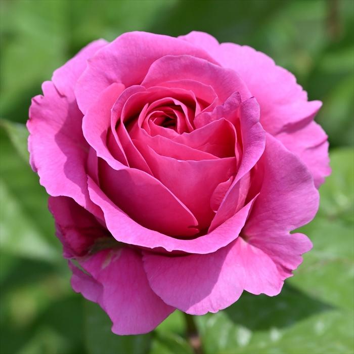 eh様限定エドルカラー　バラ売り◯1本当たり390円 予約販売 バラ 苗 新苗 デルバール エメトワ 品種登録出願中 四季咲き