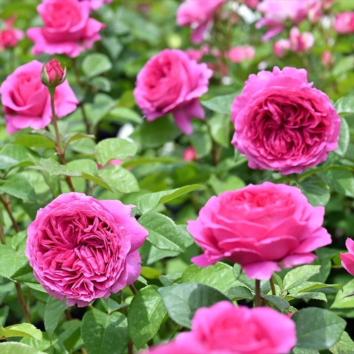 予約販売 バラ 苗 新苗 デルバール エメトワ 品種登録出願中 四季咲き