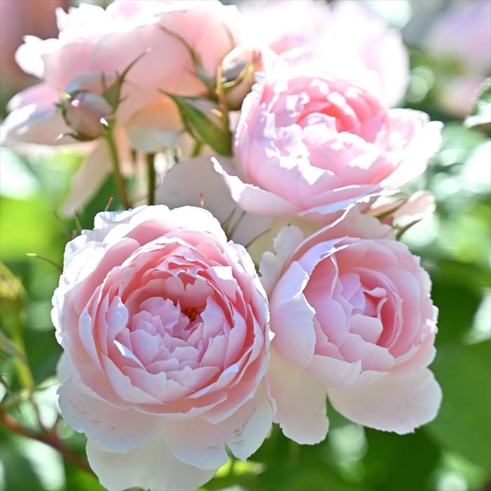 予約販売 バラ 苗 新苗 デルバール ベルドゥプロヴァンス 品種登録出願