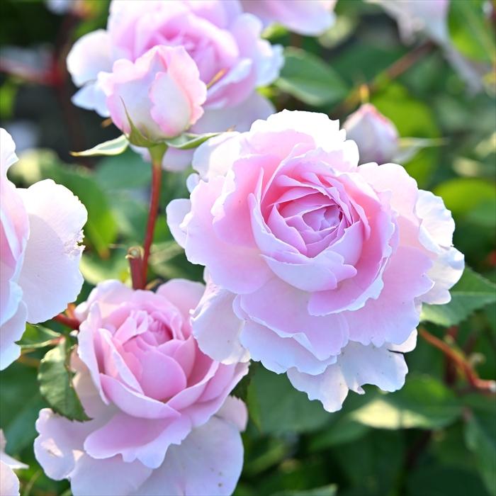 予約販売 バラ 苗 新苗 デルバール ベルドゥプロヴァンス 品種登録出願