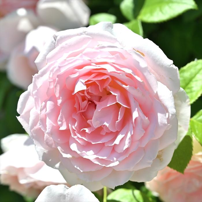 予約販売 バラ 苗 新苗 デルバール ベルドゥプロヴァンス 品種登録出願