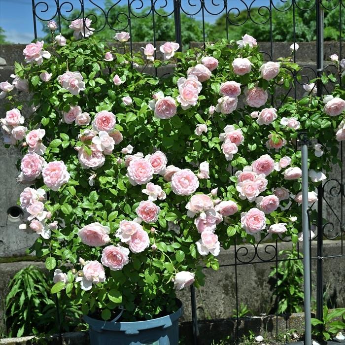 予約販売 バラ 苗 新苗 デルバール ベルドゥプロヴァンス 品種登録出願