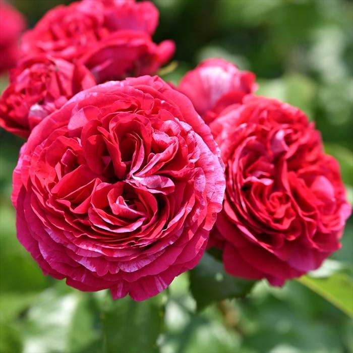 予約販売 バラ 苗 新苗 デルバール ベルトモリゾ 品種登録出願中