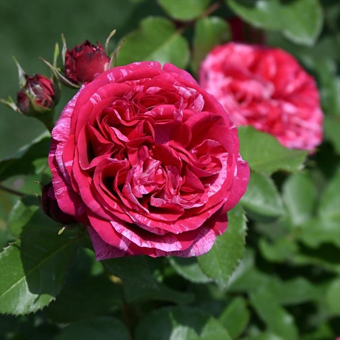 予約販売 バラ 苗 新苗 デルバール ベルトモリゾ 品種登録出願中