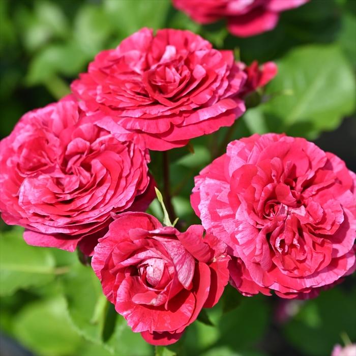 予約販売 バラ 苗 新苗 デルバール ベルトモリゾ 品種登録出願中