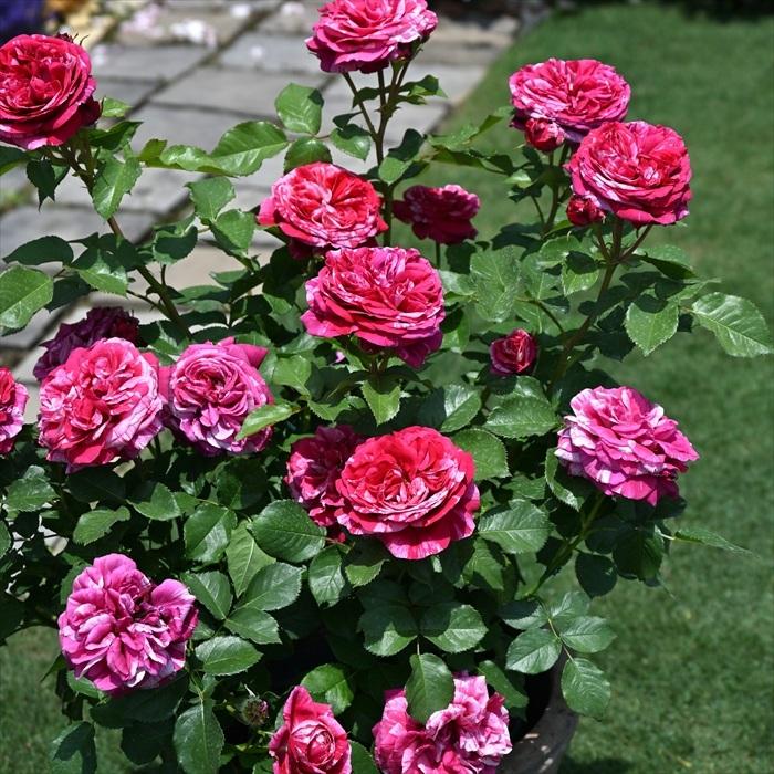 予約販売 バラ 苗 新苗 デルバール ベルトモリゾ 品種登録出願中