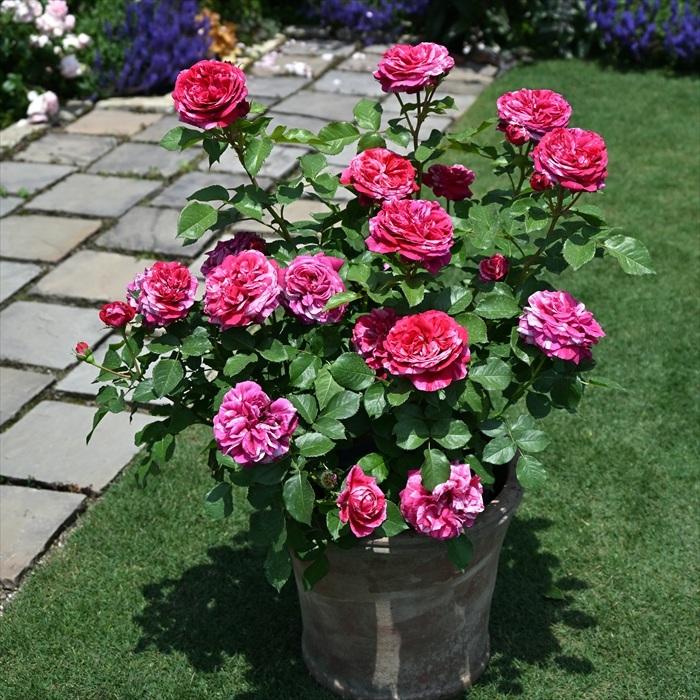 予約販売 バラ 苗 新苗 デルバール ベルトモリゾ 品種登録出願中