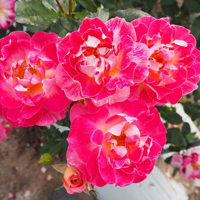 バラ苗 花付き 日本花キ流通 予約販売 バラ 苗 バラ 新苗 中輪 シャンパンカクテル
