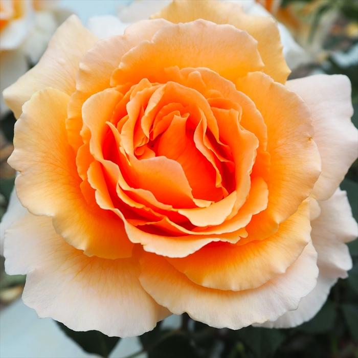 日本花キ流通 予約販売 バラ 苗 バラ 新苗 大輪 ジャストジョイ