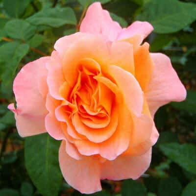 も*み様 和ばら　花弁の光沢が美しい四季咲きのバラ苗 も*み様 和ばら 花弁の光沢が美しい四季咲きのバラ苗 G*い様 和ばら