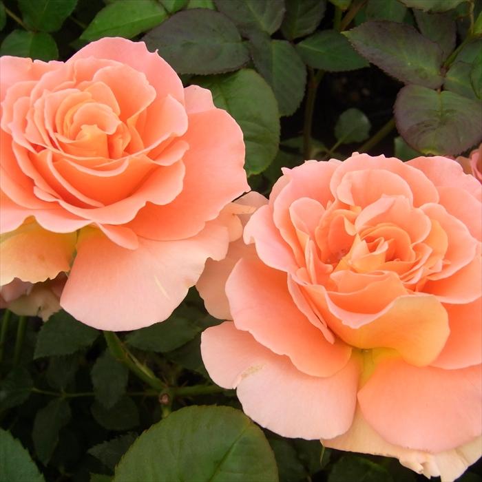 薔薇 日本花キ流通 予約販売 バラ 苗 バラ 新苗 大輪 アウグスタルイーゼ